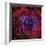 The Rosette Nebula-Stocktrek Images-Framed Photographic Print