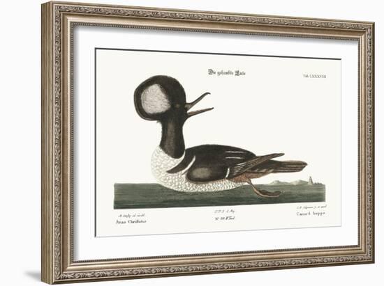 The Round-Crested Duck, 1749-73-Mark Catesby-Framed Giclee Print