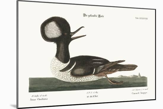 The Round-Crested Duck, 1749-73-Mark Catesby-Mounted Giclee Print