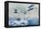 The Royal Air Force to the Rescue in Afghanistan-null-Framed Premier Image Canvas