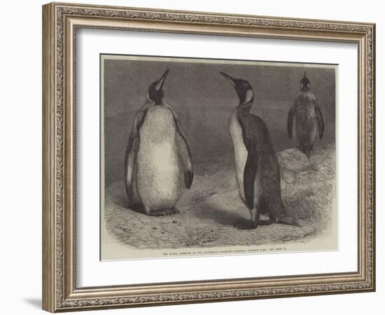 The Royal Penguin in the Zoological Society's Gardens, Regent's Park-Friedrich Wilhelm Keyl-Framed Giclee Print