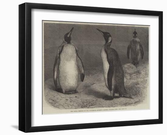 The Royal Penguin in the Zoological Society's Gardens, Regent's Park-Friedrich Wilhelm Keyl-Framed Giclee Print