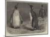 The Royal Penguin in the Zoological Society's Gardens, Regent's Park-Friedrich Wilhelm Keyl-Mounted Giclee Print