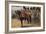 The Royal Scots Greys-Henry Payne-Framed Giclee Print