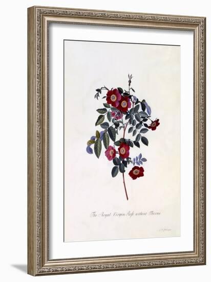 The Royal Virgin Rose Without Thorns, C.1745-Georg Dionysius Ehret-Framed Giclee Print