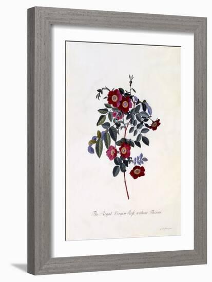 The Royal Virgin Rose Without Thorns, C.1745-Georg Dionysius Ehret-Framed Giclee Print