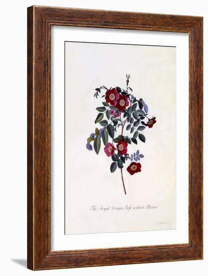 The Royal Virgin Rose Without Thorns, C.1745-Georg Dionysius Ehret-Framed Giclee Print