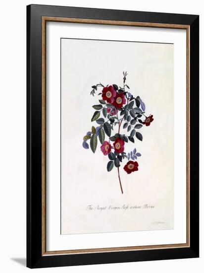 The Royal Virgin Rose Without Thorns, C.1745-Georg Dionysius Ehret-Framed Giclee Print