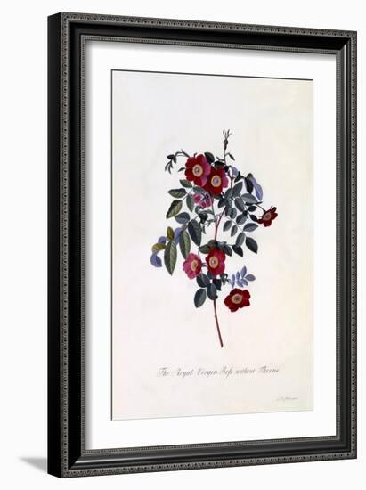 The Royal Virgin Rose Without Thorns, C.1745-Georg Dionysius Ehret-Framed Giclee Print