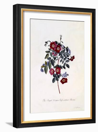 The Royal Virgin Rose Without Thorns, C.1745-Georg Dionysius Ehret-Framed Giclee Print