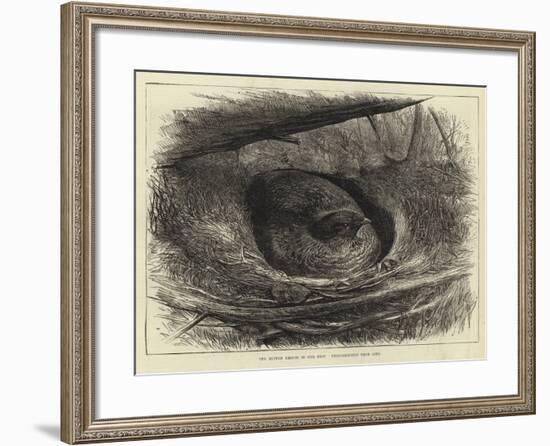 The Ruffed Grouse in Her Nest-null-Framed Giclee Print