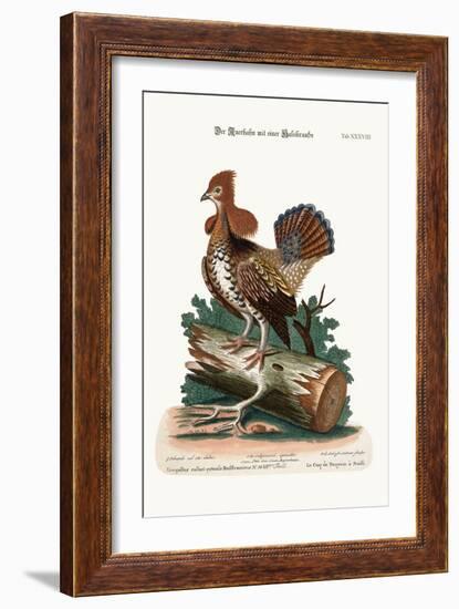 The Ruffed Heath-Cock or Grous, 1749-73-George Edwards-Framed Giclee Print