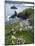 The Rumps, Pentire Point, Cornwall, England, United Kingdom, Europe-Jeremy Lightfoot-Mounted Photographic Print