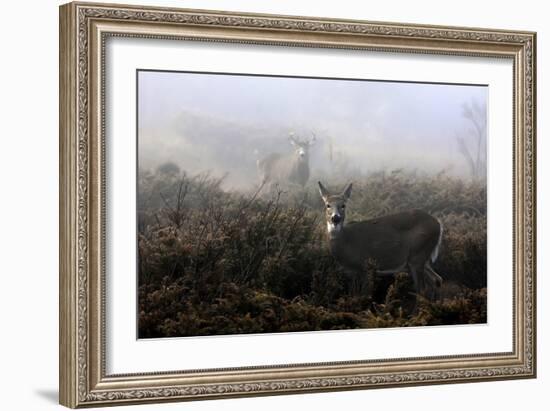 The Rut In On White-Tailed Deer-Jim Cumming-Framed Giclee Print