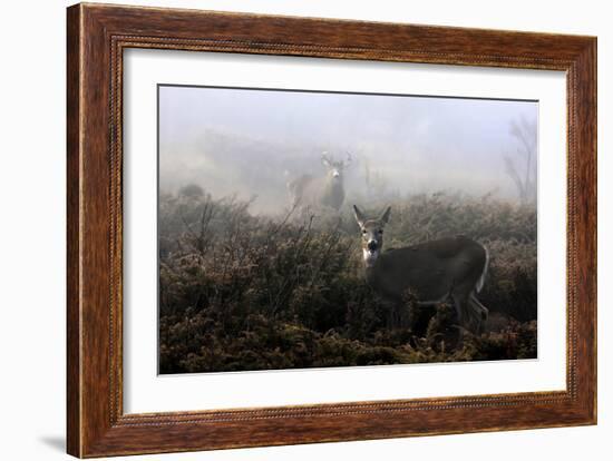 The Rut In On White-Tailed Deer-Jim Cumming-Framed Giclee Print