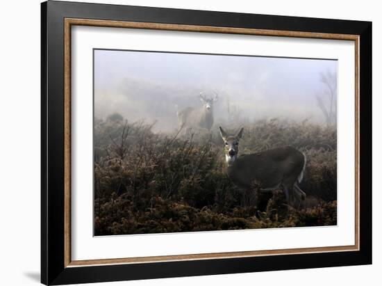 The Rut In On White-Tailed Deer-Jim Cumming-Framed Giclee Print