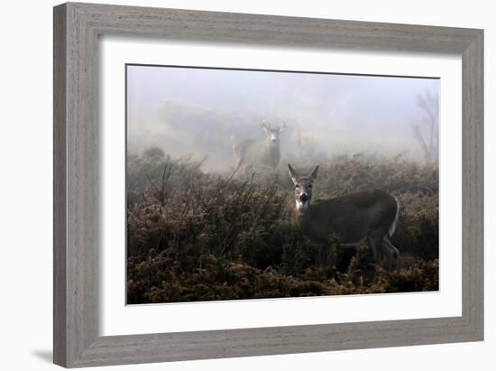 The Rut In On White-Tailed Deer-Jim Cumming-Framed Giclee Print