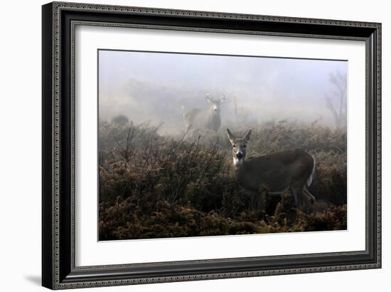 The Rut In On White-Tailed Deer-Jim Cumming-Framed Giclee Print