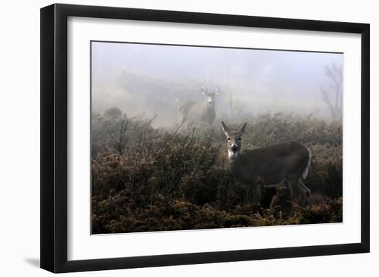 The Rut In On White-Tailed Deer-Jim Cumming-Framed Giclee Print