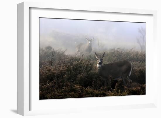 The Rut In On White-Tailed Deer-Jim Cumming-Framed Giclee Print