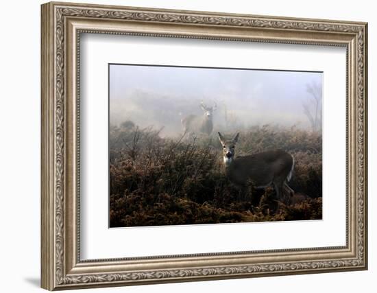 The Rut in on - White-Tailed Deer-Jim Cumming-Framed Photographic Print