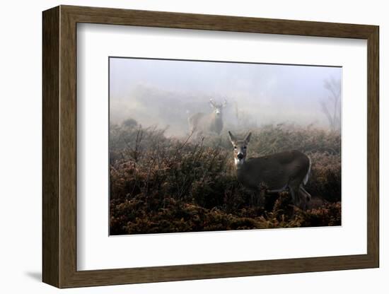 The Rut in on - White-Tailed Deer-Jim Cumming-Framed Photographic Print