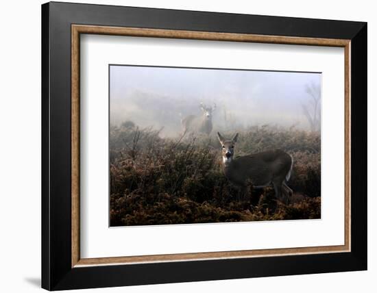 The Rut in on - White-Tailed Deer-Jim Cumming-Framed Photographic Print