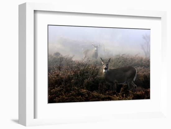 The Rut in on - White-Tailed Deer-Jim Cumming-Framed Photographic Print