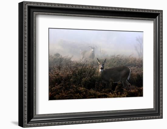 The Rut in on - White-Tailed Deer-Jim Cumming-Framed Photographic Print