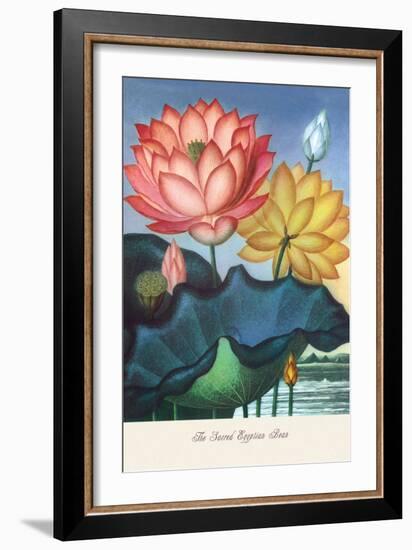 The Sacred Egyptian Bean-null-Framed Premium Giclee Print