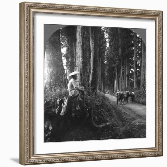 The Sacred Road to Nikko, Japan, 1905-BL Singley-Framed Photographic Print
