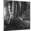 The Sacred Road to Nikko, Japan, 1905-BL Singley-Mounted Photographic Print