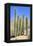 The Saguaro-meunierd-Framed Premier Image Canvas