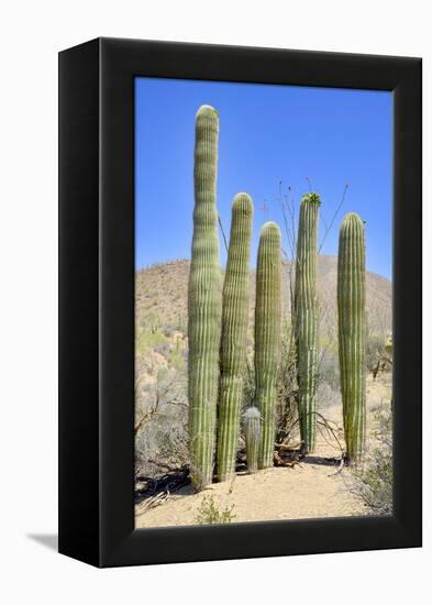 The Saguaro-meunierd-Framed Premier Image Canvas