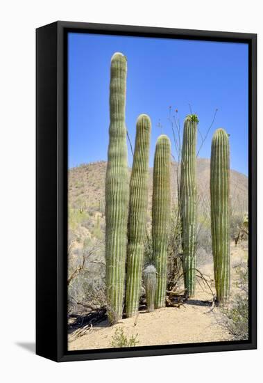 The Saguaro-meunierd-Framed Premier Image Canvas