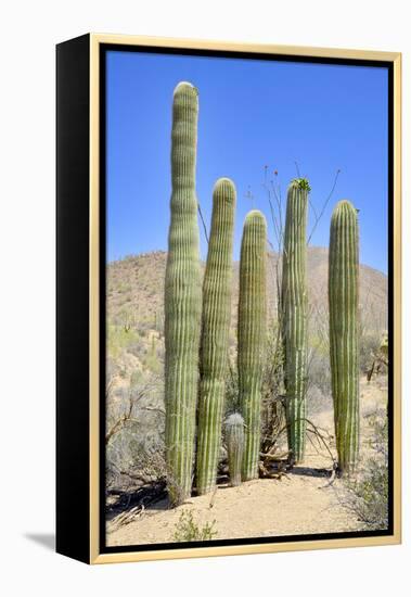 The Saguaro-meunierd-Framed Premier Image Canvas