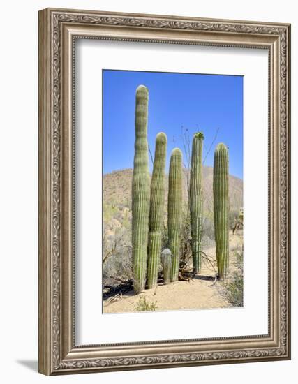 The Saguaro-meunierd-Framed Photographic Print