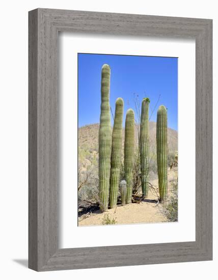 The Saguaro-meunierd-Framed Photographic Print