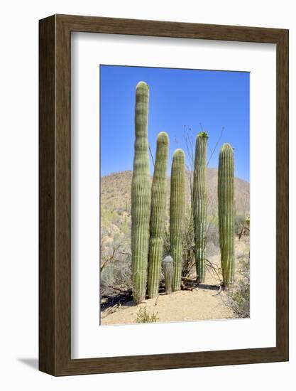 The Saguaro-meunierd-Framed Photographic Print