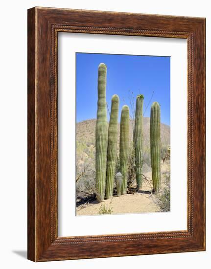 The Saguaro-meunierd-Framed Photographic Print