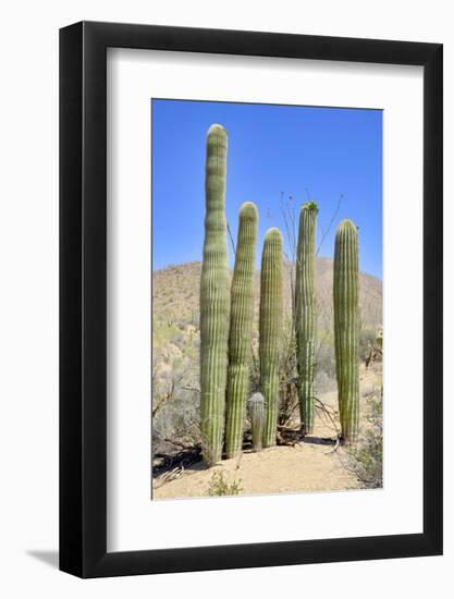 The Saguaro-meunierd-Framed Photographic Print