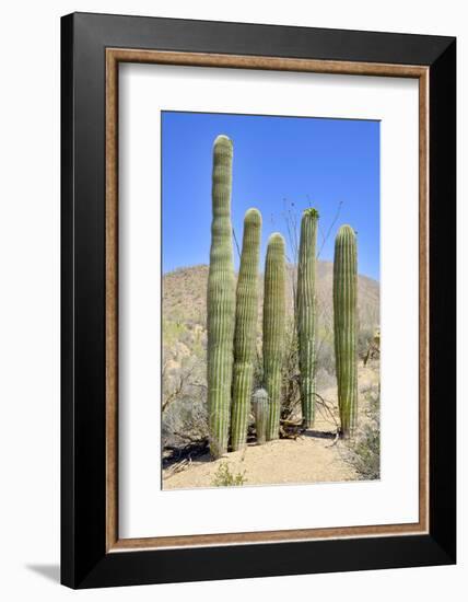 The Saguaro-meunierd-Framed Photographic Print