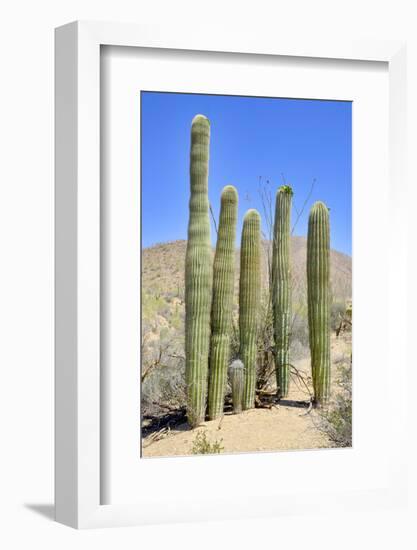 The Saguaro-meunierd-Framed Photographic Print