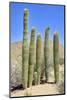 The Saguaro-meunierd-Mounted Photographic Print