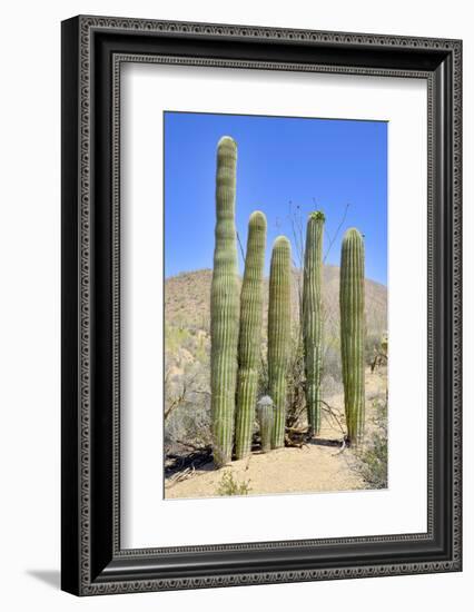 The Saguaro-meunierd-Framed Photographic Print