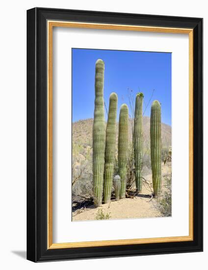 The Saguaro-meunierd-Framed Photographic Print