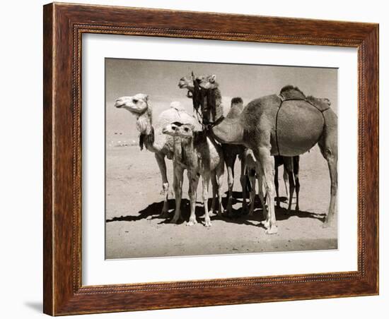 The Sahara Camel, Youngsters Have Black Noses and Later Changes to All Over Creamy White-null-Framed Photographic Print