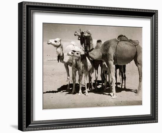 The Sahara Camel, Youngsters Have Black Noses and Later Changes to All Over Creamy White-null-Framed Photographic Print