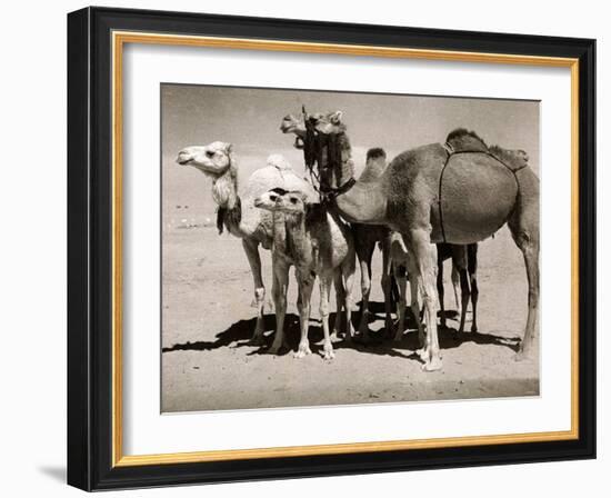 The Sahara Camel, Youngsters Have Black Noses and Later Changes to All Over Creamy White-null-Framed Photographic Print