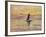 The Sailing Boat, Evening Effect, 1885-Claude Monet-Framed Giclee Print